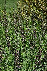 Chocolate Chip False Indigo (Baptisia 'Chocolate Chip') at Lakeshore Garden Centres