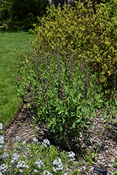 Chocolate Chip False Indigo (Baptisia 'Chocolate Chip') at Lakeshore Garden Centres