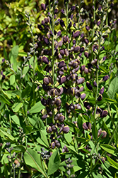 Chocolate Chip False Indigo (Baptisia 'Chocolate Chip') at Lakeshore Garden Centres
