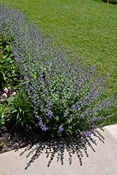 Blue Wonder Catmint (Nepeta x faassenii 'Blue Wonder') at Lakeshore Garden Centres
