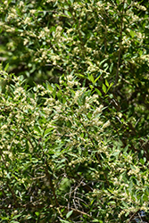 Fortune Fontanesia (Fontanesia fortunei) at Lakeshore Garden Centres