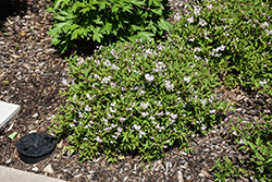 Yuki Cherry Blossom Deutzia (Deutzia 'NCDX2') at Lakeshore Garden Centres
