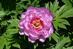First Arrival Peony (Paeonia 'First Arrival') at Lakeshore Garden Centres