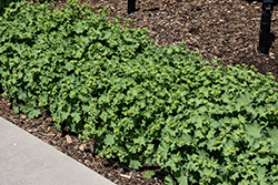 Gold Strike Lady's Mantle (Alchemilla 'Gold Strike') at Lakeshore Garden Centres