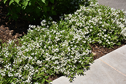 Chardonnay Pearls Deutzia (Deutzia gracilis 'Duncan') at Lakeshore Garden Centres