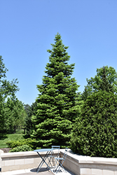 White Fir (Abies concolor) at Lakeshore Garden Centres