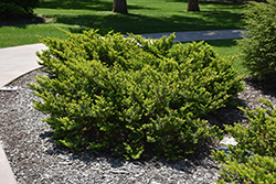 Everlow Yew (Taxus x media 'Everlow') at Lakeshore Garden Centres