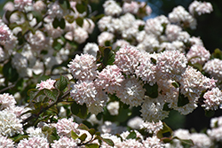 Kern's Pink Snowball Viburnum (Viburnum plicatum 'Kern's Pink') at Lakeshore Garden Centres