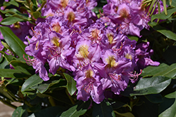 Dandy Man Purple Rhododendron (Rhododendron 'LAVJ2011') at Lakeshore Garden Centres
