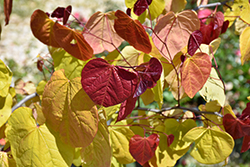Heart's A'Fire Redbud (Cercis canadensis 'JN100') at Lakeshore Garden Centres