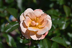 Flower Carpet Amber Rose (Rosa 'Flower Carpet Amber') at Lakeshore Garden Centres