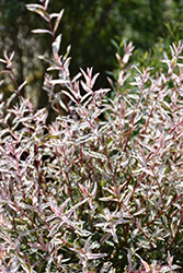 Tricolor Willow (Salix integra 'Hakuro Nishiki') at Lakeshore Garden Centres