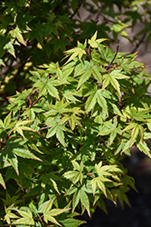 Hanami Nishiki Dwarf Japanese Maple (Acer palmatum 'Hanami Nishiki') at Lakeshore Garden Centres