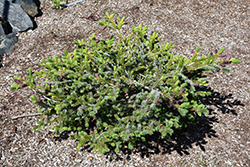 Howell's Dwarf Tigertail Spruce (Picea bicolor 'Howell's Dwarf Tigertail') at Lakeshore Garden Centres