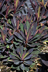 Blackbird Evergreen Spurge (Euphorbia 'Nothowlee') at Lakeshore Garden Centres