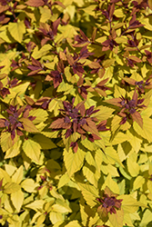 Double Play Dolly Spirea (Spiraea japonica 'Double Play Dolly') at Lakeshore Garden Centres