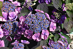 Tuff Stuff Top Fun Hydrangea (Hydrangea serrata 'SMNHSG') at Lakeshore Garden Centres