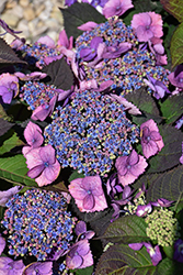Tuff Stuff Top Fun Hydrangea (Hydrangea serrata 'SMNHSG') at Lakeshore Garden Centres