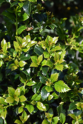 Castle Spire Meserve Holly (Ilex x meserveae 'Hachfee') at Lakeshore Garden Centres