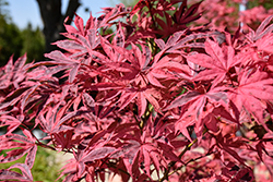 Shirazz Japanese Maple (Acer palmatum 'Gwen's Rose Delight') at Lakeshore Garden Centres