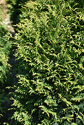 Junior Giant Arborvitae (Thuja 'Junior Giant') at Lakeshore Garden Centres