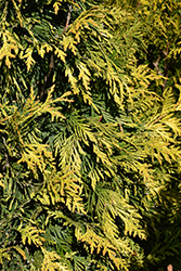 Ember Waves Western Arborvitae (Thuja 'MonPin') at Lakeshore Garden Centres