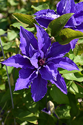 Lindsay Clematis (Clematis 'EviGsy152') at Lakeshore Garden Centres