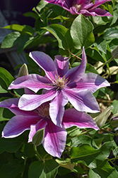 Boulevard Poseidon Clematis (Clematis 'Poseidon') at Lakeshore Garden Centres