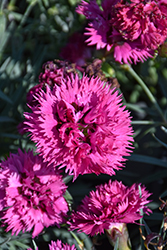 Fruit Punch Spiked Punch Pinks (Dianthus 'Spiked Punch') at Lakeshore Garden Centres