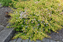 Dream Catcher Beautybush (Kolkwitzia amabilis 'Maradco') at Lakeshore Garden Centres