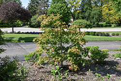 Jack Frost Arctic Jade Maple (Acer 'isIAJ') at Lakeshore Garden Centres
