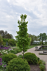 Sweet Street Linden (Tilia americana 'Kromm') at Lakeshore Garden Centres