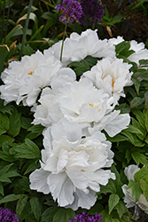 Renkaku Tree Peony (Paeonia suffruticosa 'Renkaku') at Lakeshore Garden Centres