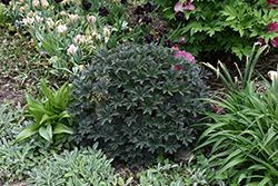 Boom Chocolatta Cranesbill (Geranium pratense 'Boom Chocolatta') at Lakeshore Garden Centres