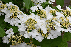 Shoshoni Doublefile Viburnum (Viburnum plicatum 'Shoshoni') at Lakeshore Garden Centres