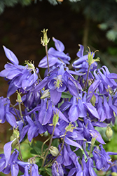 Alpine Columbine (Aquilegia alpina) at Lakeshore Garden Centres