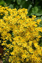 Golden Ragwort (Packera aurea) at Lakeshore Garden Centres