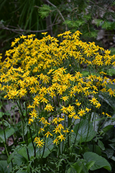 Golden Ragwort (Packera aurea) at Lakeshore Garden Centres