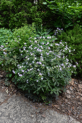 Crane Dance Cranesbill (Geranium maculatum 'Crane Dance') at Lakeshore Garden Centres