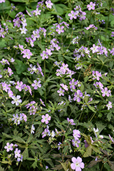 Crane Dance Cranesbill (Geranium maculatum 'Crane Dance') at Lakeshore Garden Centres