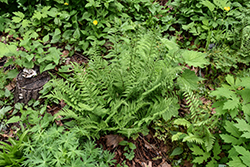 Toothed Wood Fern (Dryopteris carthusiana) at Lakeshore Garden Centres