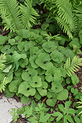 Canadian Wild Ginger (Asarum canadense) at Lakeshore Garden Centres