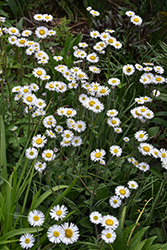 Philidelphia Fleabane (Erigeron philadelphicus) at Lakeshore Garden Centres