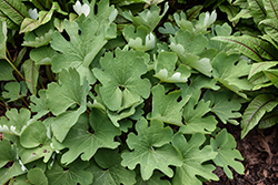 Bloodroot (Sanguinaria canadensis) at Lakeshore Garden Centres