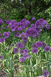 Purple Sensation Ornamental Onion (Allium 'Purple Sensation') at Lakeshore Garden Centres