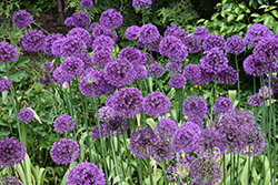 Purple Sensation Ornamental Onion (Allium 'Purple Sensation') at Lakeshore Garden Centres