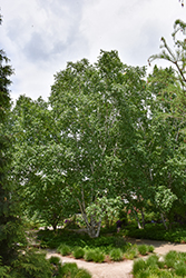 White Satin Birch (Betula utilis 'White Satin') at Lakeshore Garden Centres
