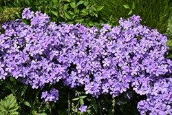 Blue Moon Phlox (Phlox divaricata 'Blue Moon') at Lakeshore Garden Centres