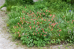 Wild Red Columbine (Aquilegia canadensis) at Lakeshore Garden Centres