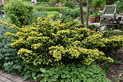 Dwarf Bright Gold Yew (Taxus cuspidata 'Dwarf Bright Gold') at Lakeshore Garden Centres